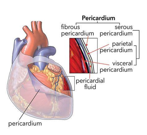 The pericardium is a double-walled sac that encloses the heart. Between the visceral and parietal membranes is a space called the pericardial cavity, which contains pericardial fluid. The fluid lubricates the heart and allows beating with little friction. Cardiac Sonography, Pericardial Effusion, Med School Motivation, Heart Anatomy, Medical Student Study, Nursing School Survival, Medical Photos, Biology Lessons, Medical School Essentials