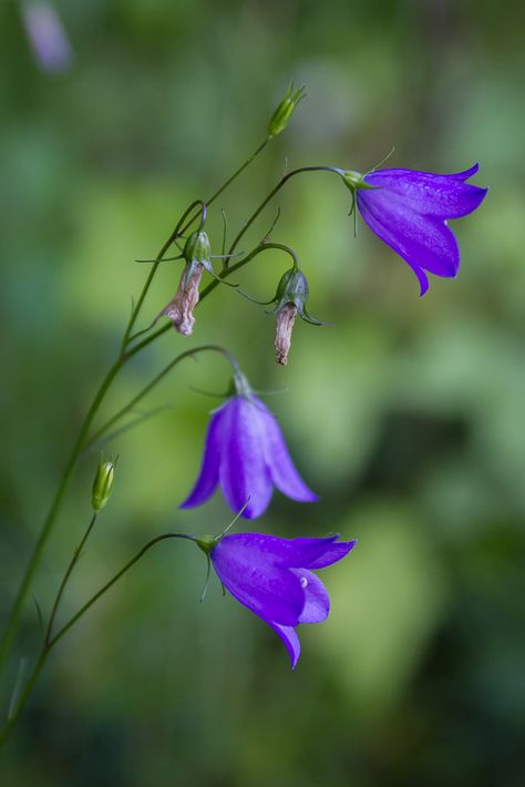 Witch Cupboard, Wild Bluebell, Blue Bell Flowers, Blue Bell, Model Drawing, A Level Art, Book Photography, Botanical Illustration, Happy Places