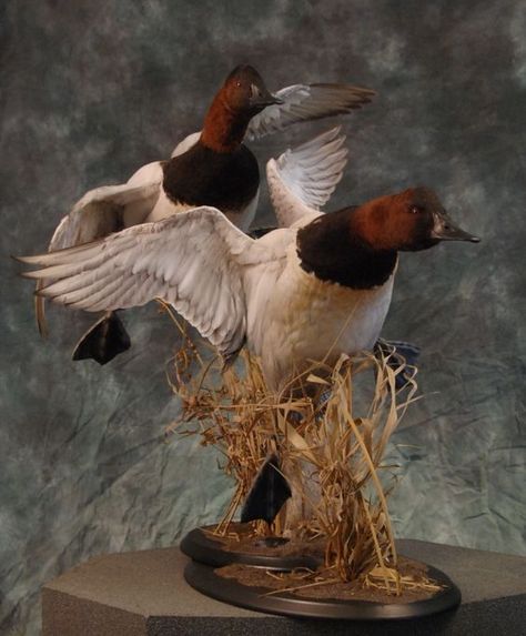 Canvasbacks are a beautiful duck, and a good taxidermy mount makes for a great display. Duck Mounts Taxidermy, Hunting Mounts, Duck Taxidermy, Duck Pics, Duck Mounts, Hunting Pics, Waterfowl Taxidermy, Duck Ideas, Duck Hunting Boat