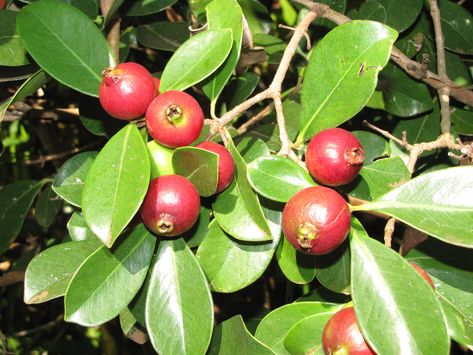 22 Different Guava Tree Varieties - ProGardenTips Guava Plant, Guava Recipes, Pineapple Guava, Guava Tree, Guava Fruit, Strawberry Guava, Guavas, Edible Seeds, Spring Tree