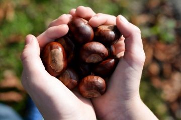 Nut Benefits, Buckeye Tree, Buckeye Nut, Male Deer, Circle Light, Chestnut Horse, Good Luck Quotes, Tree Nuts, How To Start Running