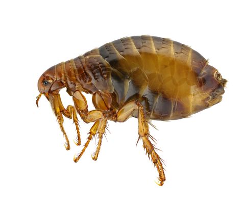 Pulga, Xenopsylla cheopis Kill Fleas In Carpet, Flea Powder For Dogs, Natural Flea Remedies, Essential Oils For Fleas, Home Remedies For Fleas, Flea Powder, Flea Removal, Get Rid Of Fleas, Flea Remedies