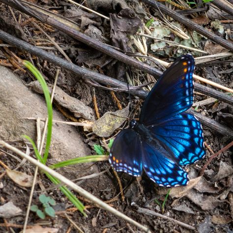 Admiral Butterfly, Red Admiral Butterfly Drawing, White Admiral Butterfly, Great Purple Emperor Butterfly, Red Spotted Purple Butterfly, Purple Butterfly Real, Orange Dots, Butterfly Photos, Website Backgrounds