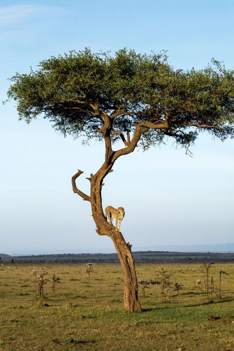 Savannah Grasslands, Safari Trees, Safari Tree, Africa Trees, Desert Trees, Luxury Safari Lodge, Save Wildlife, Protect Nature, Acacia Tree