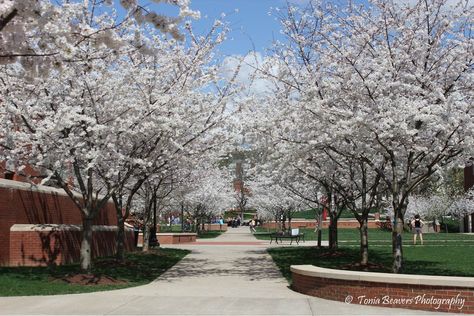 Dogwood Trees at Western Kentucky University in Bowling Green, KY - taken by Tonia Beavers Wku Hilltoppers, Green Activities, Central Kentucky, Western Kentucky University, Bowling Green Kentucky, Kentucky University, Kentucky Travel, Kentucky Girl, College Search