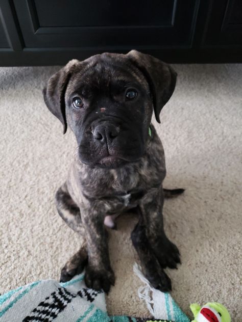 Brindle Bullmastiff puppy Brindle Cane Corso Puppy, Brindle English Mastiff Puppy, English Mastiff Puppy, Brindle Bullmastiff, Brindle English Mastiff, Bullmastiff Dogs, Bullmastiff Puppies, Bullmastiff Puppy, Anatolian Shepherd Puppies