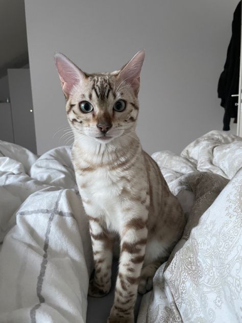 Snow Mink Bengal Cat, Snow Lynx Bengal, Snow Bengal Cat, Snow Bengal, Cute Hairless Cat, Cat Sanctuary, Dream's Cat, Leopard Cat, Hairless Cat