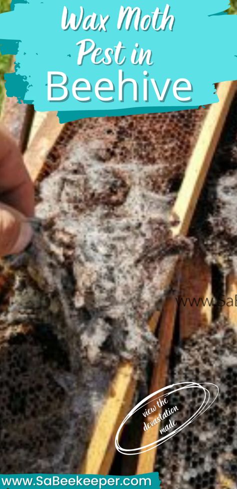 Moth Cocoon, Wax Moth, How To Make Fire, Bee Boxes, Egg Laying, Save The Bees, Bee Keeping, Bee Hive, Moth