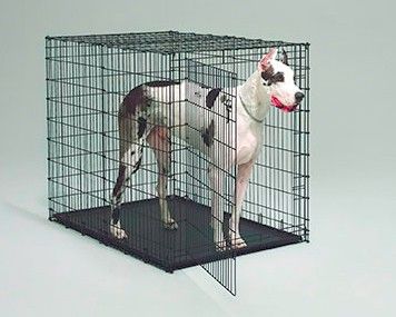 Best Crate for Great Danes Great Dane Crate, Great Danes, Dog Crate, Best Investments, Great Dane, Pet Store, Daisy, Dogs