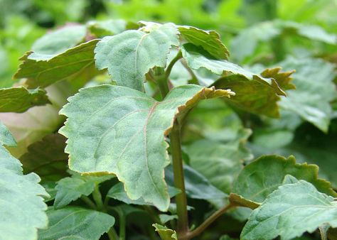 Patchouli Plant Uses, Patchouli Plant, Herb Plants, Herb Garden In Kitchen, Plant Magic, Herb Gardens, Healing Garden, Buy Plants Online, Perennial Herbs