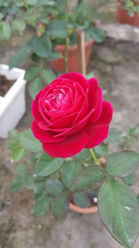 Cute Rose, Red Rose, Rose Flower, Plants, Flowers, Red