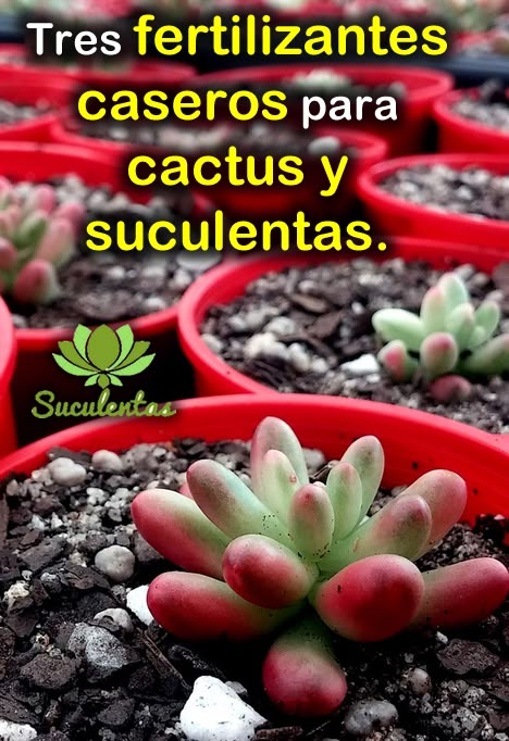 Rocks Garden Ideas, Gardens With Rocks, Mini Cactus Garden, Rocks Garden, Party Diy Decorations, Succulent Cuttings, Mini Cactus, Aesthetic Garden, Succulent Gardening