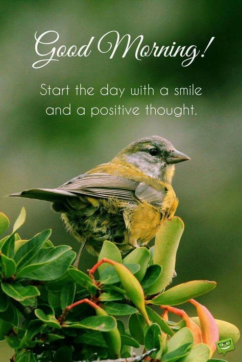 Birds good day morning images Greetings Images Very Good Morning Images, Good Morning Motivation, Good Morning Quotes For Him, Happy Morning Quotes, Good Morning Images Hd, Morning Thoughts, Good Morning Beautiful Pictures, Morning Quote, Positive Thought