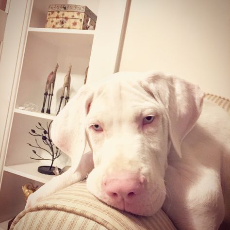 White Great Dane puppy. My love ❤️ Pomeranian Tattoo, White Great Dane, Cute Dog Costumes, Aesthetic Pin, Beautiful Puppies, Tattoo Animal, Dane Puppies, Training Dogs, Dog Aesthetic