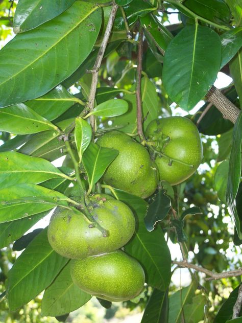 Black Sapote or Chocolate Pudding Fruit (Diospyros digyna) is a species of persimmon native to eastern Mexico, Central America and south to Colombia Sapote Fruit, World Map Africa, Black Sapote, Vegetables Photography, Green Gardens, Tropical Countries, Food Forest, Special Flowers, Fruit Tree