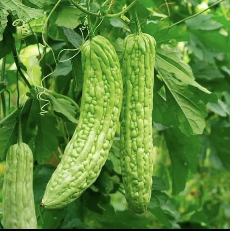 50 seeds Bitter Melon Seeds Chinese Bitter Gourd Karela for Sale in Wilsonville, IL - OfferUp Momordica Charantia, Melon Seeds, Squash Seeds, Asian Vegetables, Bitter Melon, Bitter Gourd, Bean Seeds, Green Skin, Home Garden Plants