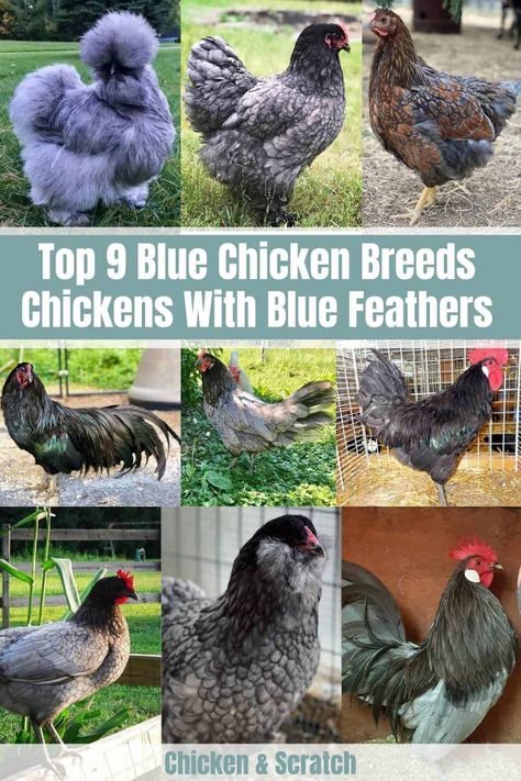 9 Blue Chicken Breeds - Chickens With Blue Feathers Blue Lace Wyandotte Chicken, Blue Laced Wyandotte Hens, Blue Americana Chicken, Blue Orpington Chickens, Production Blue Chicken, Blue Australorp Chickens, Sapphire Splash Chicken, Wyandotte Chicken Eggs, Sapphire Gem Chicken