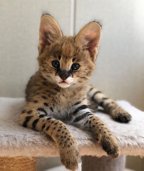 Serval Pet, African Serval Cat, Serval Kitten, Serval Cat, Serval Cats, Gato Grande, Bengal Kitten, Cute Small Animals, Exotic Cats