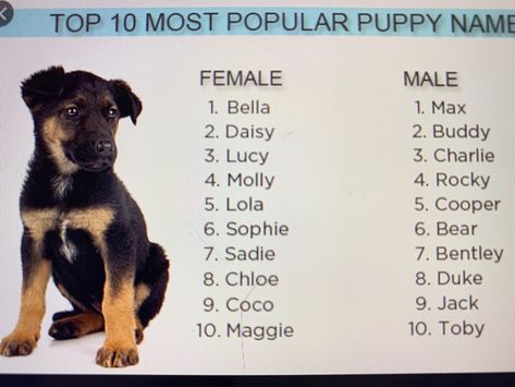 Puppies Names Female, Puppy Names, Dog Names, Puppies, Memes, Dogs