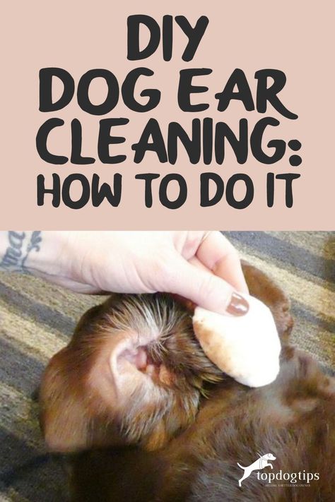 DIY dog ear cleaning isn't difficult, and the supplies you'll need are cheap. Cleaning a dog's ears regularly will prevent costly vet bills. Natural Dog Ear Cleaner Diy, Natural Ear Cleaner For Dogs, Cleaning Dogs Ears Diy, Diy Dog Ear Cleaner Recipes, Dog Ear Wash Recipe, Ear Wash For Dogs Diy, Diy Ear Cleaner For Dogs, Clean Dogs Ears Diy, Dog Ear Cleaning Solution Diy