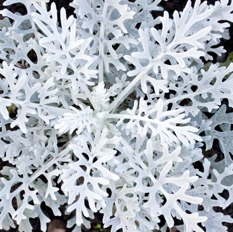 Silver Plant, White Flower Arrangements, Goth Garden, Plants Uk, Front Garden Design, Winter Plants, White Plants, Silver Leaves, Moon Garden