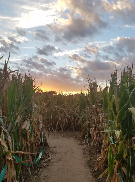 Corn Maze Fall, Hay Ride Aesthetic, Corn Maze Photography, October Vision Board, Corn Maze Aesthetic, Corn Maze Photoshoot, Corn Maze Pictures, Fall Hayride, Haunted Corn Maze