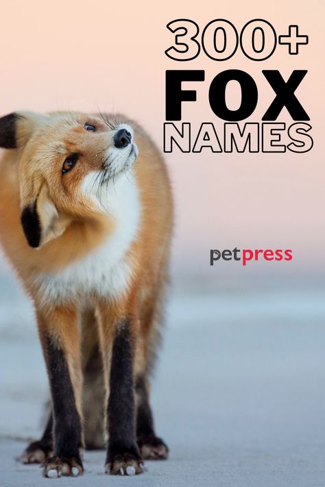 Fox Name Ideas, Fox Names, Stuffed Animal Names, Fox Pet, Names Cute, Stella Luna, Fox Dog, Michael J Fox, Fennec Fox