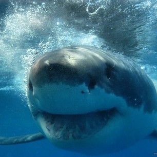 Sharks Smiling, Sharks Cute, Silly Sharks, Happy Shark, Cool Sharks, Shark Photos, Shark Pictures, Big Shark, Shark Bait