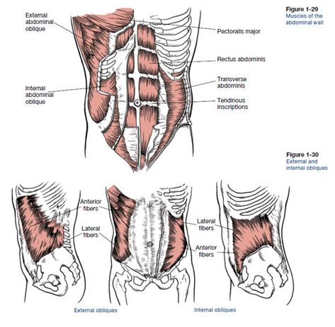 The major muscles that move, support and stabilize your spine are called the muscles of the core or trunk. Core Anatomy, Abdominal Muscles Anatomy, How To Study Anatomy, Crossfit Ab Workout, Muscles Anatomy, Muscle Diagram, Ab Muscles, Muscle Abdominal, Muscle Anatomy