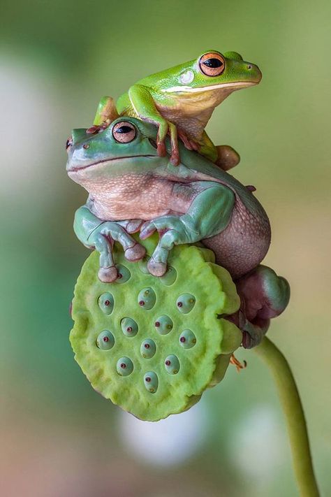 TRUE FRIENDSHIP by lessysebastian - ViewBug.com Amaryllis Plant, Regard Animal, Frog Pictures, Funny Frogs, Frog Art, Airbrush Art, Frog And Toad, Tree Frogs, Reptiles And Amphibians