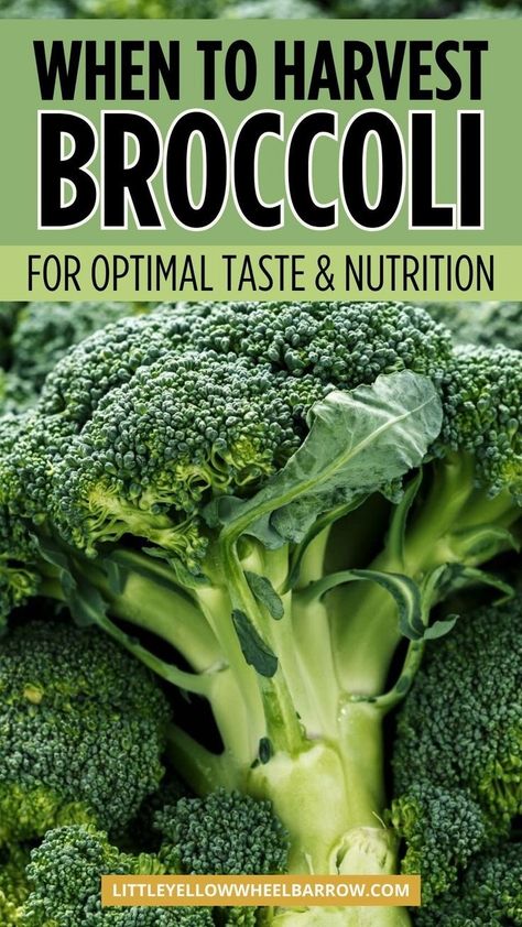 How and when to harvest broccoli for the best taste and nutrition! If you're planting and growing broccoli as part of your vegetable garden this summer, you need these tips about when to harvest broccoli so that it tastes good! Are you a home gardener eagerly awaiting the arrival of fresh, delicious broccoli from your garden? Harvesting broccoli at the right time is critical to enjoying its full flavor and nutritional benefits. The ultimate guide to planting and harvesting broccoli. When To Harvest Broccoli, How To Harvest Broccoli, Harvesting Broccoli, Broccoli Vegetable, Broccoli Plant, Growing Broccoli, Delicious Broccoli, Gardening Planting, Broccoli Stems