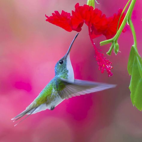 More hummingbirds! Photographed in Alambi, Ecuador, this little guy was feeding on a hibiscus flour. Used my @sony A6000.  #hummingbird #birds #photooftheday #movement #wildlifephotography #bbc_travel #natgeowildlife #natgeo ----------- More content @ www.shutterstock.com/g/hansheinz Penstemon Flowers, Hummingbird In Flight, Hummingbirds Photography, Hummingbird Photos, Hummingbird Pictures, Hummingbird Flowers, Arte Animal, Bird Photo, In Flight