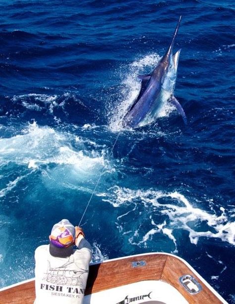 Nice shot! Our second Black Marlin. Skin Diver, Fish Photos, Marlin Fishing, Offshore Boats, Trout Fishing Tips, Fall Fishing, Big Game Fishing, Salt Water Fishing, Salt Water Fish