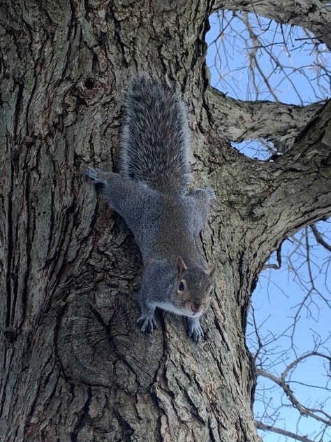 Grey Squirrel Photography, Squirrel Images, Drawing Squirrel, Tree Rat, Squirrel Drawing, Squirrel Tattoo, Eastern Gray Squirrel, Animal Tattoo Designs, Cute Animal Tattoos