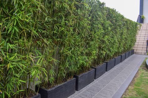 Pasig River, Bamboo Landscape, Ladder Ideas, Bamboo Containers, Privacy Screening, Bamboo Privacy, Bamboo Outdoor, Growing Bamboo, Bamboo In Pots