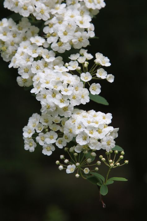 Spirea Flower Drawing, Heliotrope Flower Drawing, Spirea Flower, White Spirea, Alyssum Flowers, Little White Flowers, Tiny White Flowers, Flower Close Up, Birth Flower Tattoos