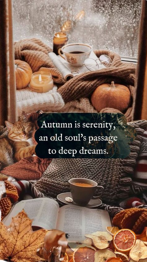 Warm and cozy, blankets, cable knit, fall colors, fall home decor, cat, fall leaves, dried oranges for fall, cup of tea, cup of coffee, cozy aesthetic, cozy vibes Cozy Fall Evening, Autumn Quote, Autumn Poems, Beautiful Poems, 11 November, Aesthetic Cozy, Dried Oranges, Autumn Quotes, Poems Beautiful