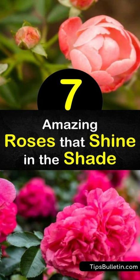 Climbing Roses For Shade, Roses For Shade, Rose Garden Ideas, Part Shade Flowers, Rose Climbing, Rose Shrub, Rose Plant Care, Musk Rose, Floribunda Roses