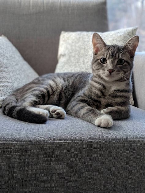 Milo the photogenic gray tabby Gray Tabby Cat Aesthetic, Grey Tabby Cat Aesthetic, Grey Tabby Kittens, Grey Tabby Cat, Gray Tabby Cat, Gray Cats, Cat Grey, Cat Tabby, Cat References