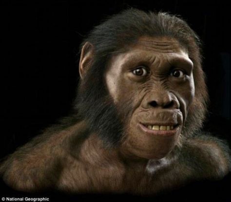 Kumpulan gambar tentang Gambar Muka Monyet, klik untuk melihat koleksi gambar lain di KibrisPDR Homo Habilis, Brain Size, Theory Of Evolution, Early Humans, Human Evolution, Human Species, Prehistoric Animals, Primates, Anthropology