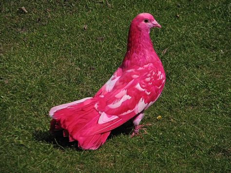 The Pink Pigeon is a species of Columbidae endemic to Mauritius, and is now very rare. It is the only Mascarene Pigeon that has not gone extinct. Fancy Pigeon, Pink Pigeon, Pigeon Breeds, Dove Pigeon, Pigeon Bird, Rare Breed, Wild Nature, Pretty Birds, Red Birds