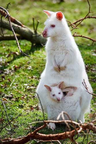 Melanistic Animals, Hiding In Plain Sight, Albino Animals, Australia Animals, Anime Nails, Animal Hide, Animated Animals, About Animals, Rare Animals