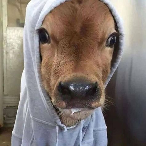 Cows Daily Moments (@cowsdailymoments) • Instagram photos and videos Goblin Mode, Fluffy Cow, It's Cold Outside, Printed T Shirts, Cold Outside, It's Cold, So Cute, Cow, On Instagram