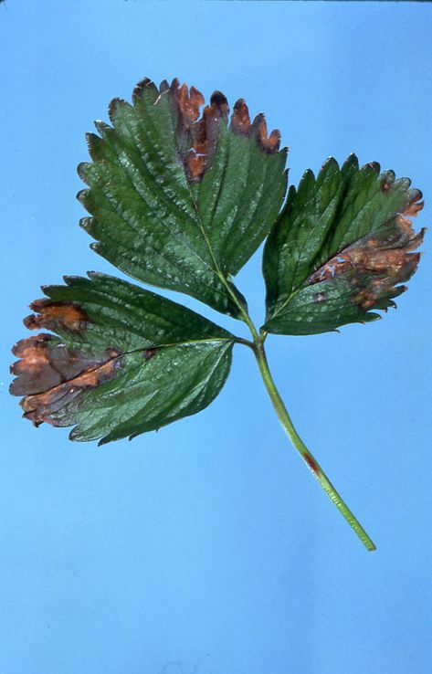 Strawberry Plant Diseases, Strawberry Growing, Diseases Pictures, Strawberry Leaf, Strawberry Beds, Strawberry Leaves, Black Curls, Growing Strawberries, Plant Diseases