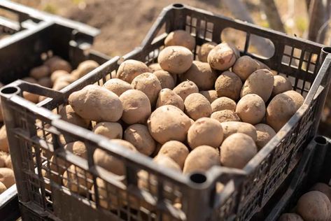 Canning Potatoes, Harvesting Potatoes, Onion Storage, Potato Varieties, Canned Potatoes, Potato Flakes, How To Store Potatoes, Pressure Canner, Canning Food Preservation