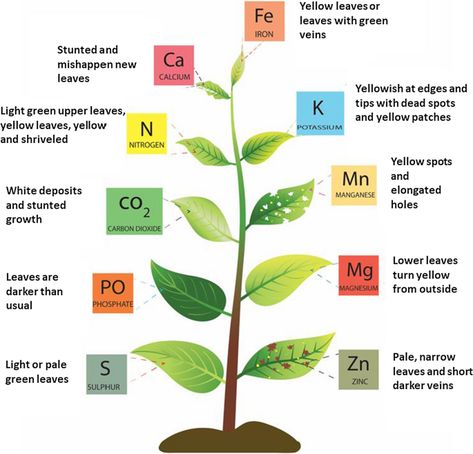 Nitrogen For Plants, Plant Deficiencies, Plant House, Plants To Grow, Plant Nutrients, Philodendron Monstera, Nutrient Deficiency, Plant Science, Ornamental Plants