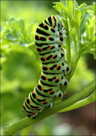 Swallowtail-Butterfly (soon to be) Gourd Animals, Fast Sketches, Swallowtail Butterflies, Butterfly Caterpillar, Butterfly Garden Plants, Green Bug, Black Swallowtail, Dragon Coloring, Garden Butterfly