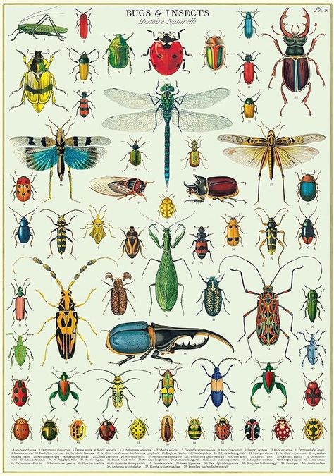 Amazon.com: Cavallini Decorative Wrap Poster, Bugs & Insects, 20 x 28 inch Italian Archival Paper (WRAPBUG) Bugs Poster, Bug Poster, Insect Poster, Insect Decor, Insect Wall, Grunge Room, Scientific Illustration, Art Prompts, Bugs And Insects