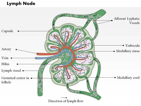 Presentation Diagram, Diagram Infographic, Medical Images, Lymph Node, Lymph Vessels, Powerpoint Presentation Slides, Presentation Software, Medical Studies, Blog Titles