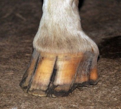 Horse Hoof, Hoof Care, Horse Tips, Horse Health, Horse Care, Horse Stuff, Picture Video, Horses